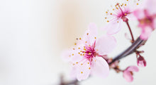 Load image into Gallery viewer, Stock Landscape Photography